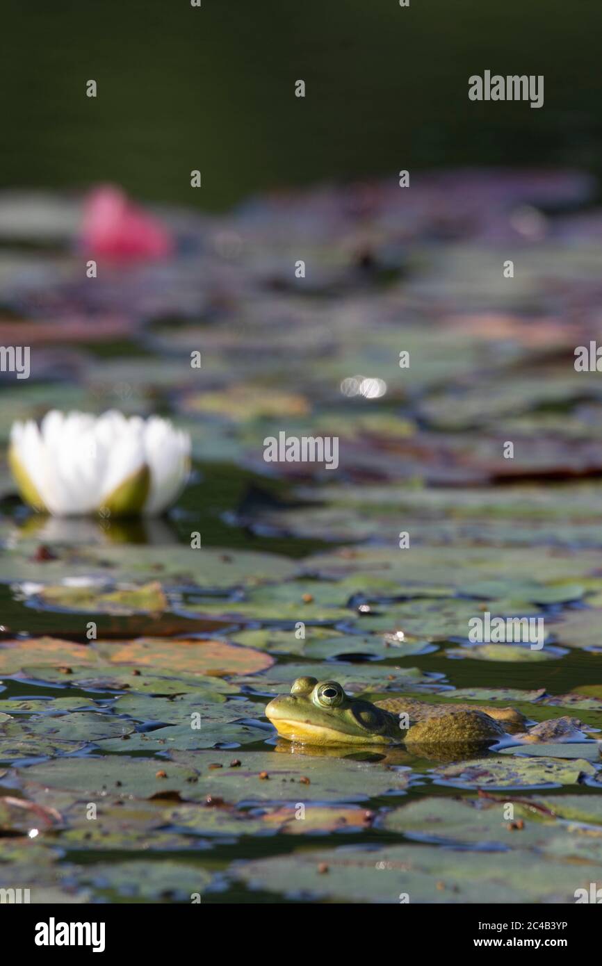 A green and yellow bullfrog (Lithobates catesbeianus ) in a colourful lily filled marsh in Muskoka Ontario Stock Photo