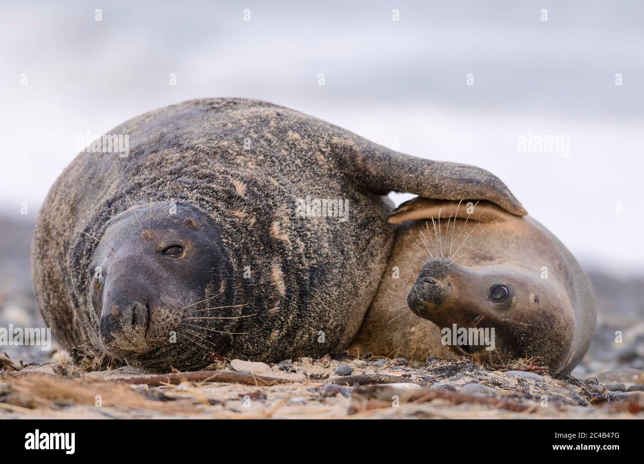 Grey seals (Halichoerus grypus) hug, male and female, Heligoland ...