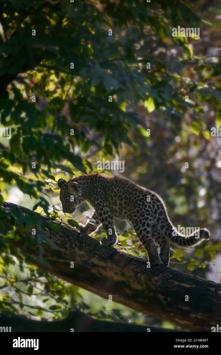 Leopard (Panthera pardus), young animal climbs on tree, captive, Occurrence in Africa and Asia Stock Photo