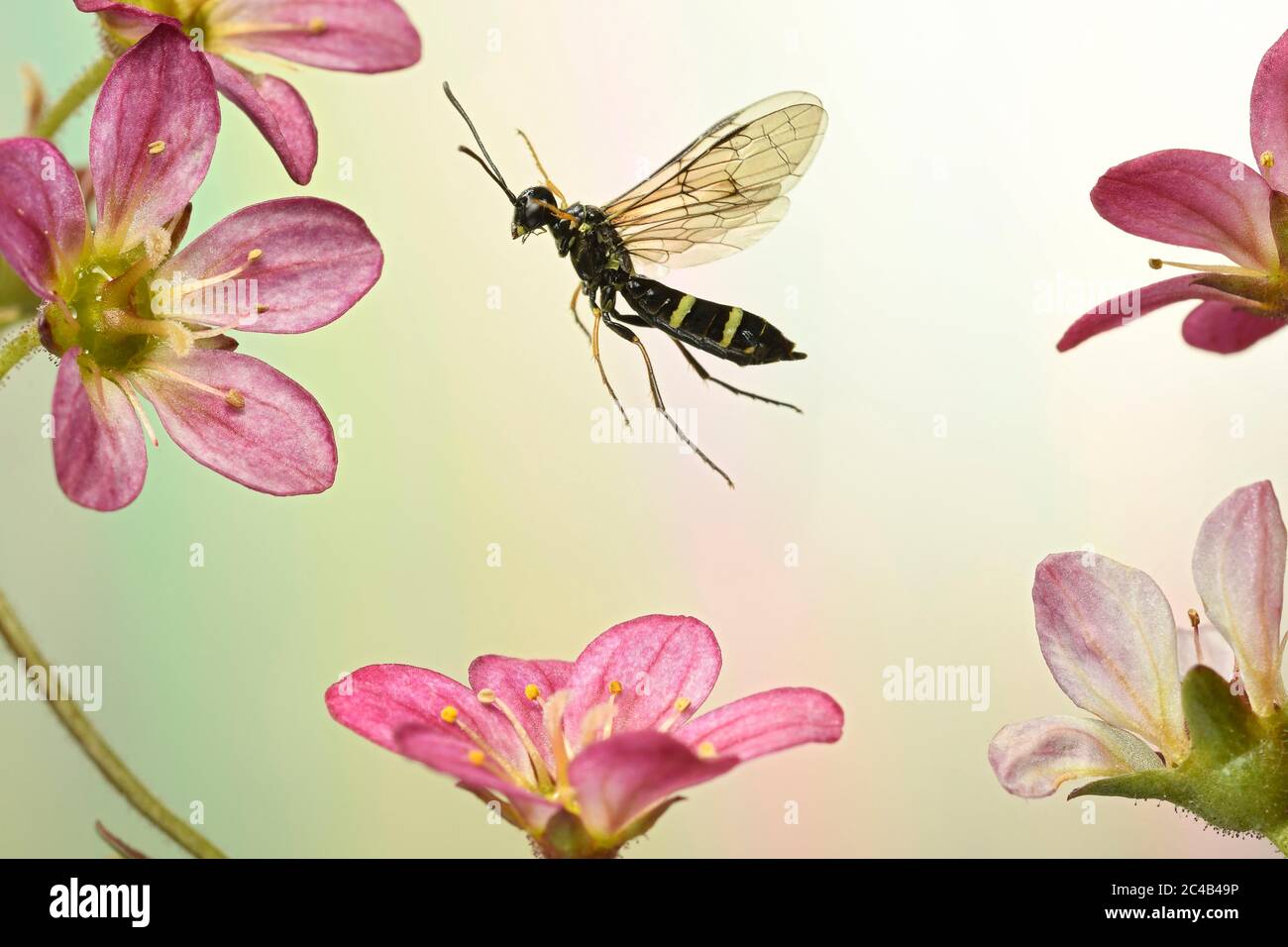 Cornstalk wasp (Cephus pygmaeus) in flight on the flowers of the Saxifraga arendsii, Germany Stock Photo