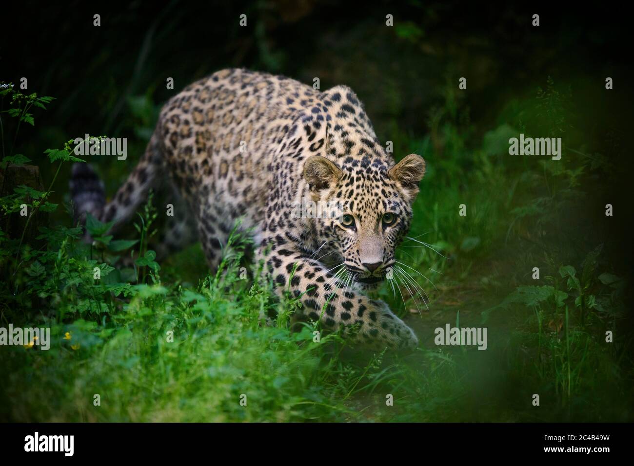 Leopard (Panthera pardus), young animal creeps attentively through the grass, captive, occurs in Africa and Asia Stock Photo