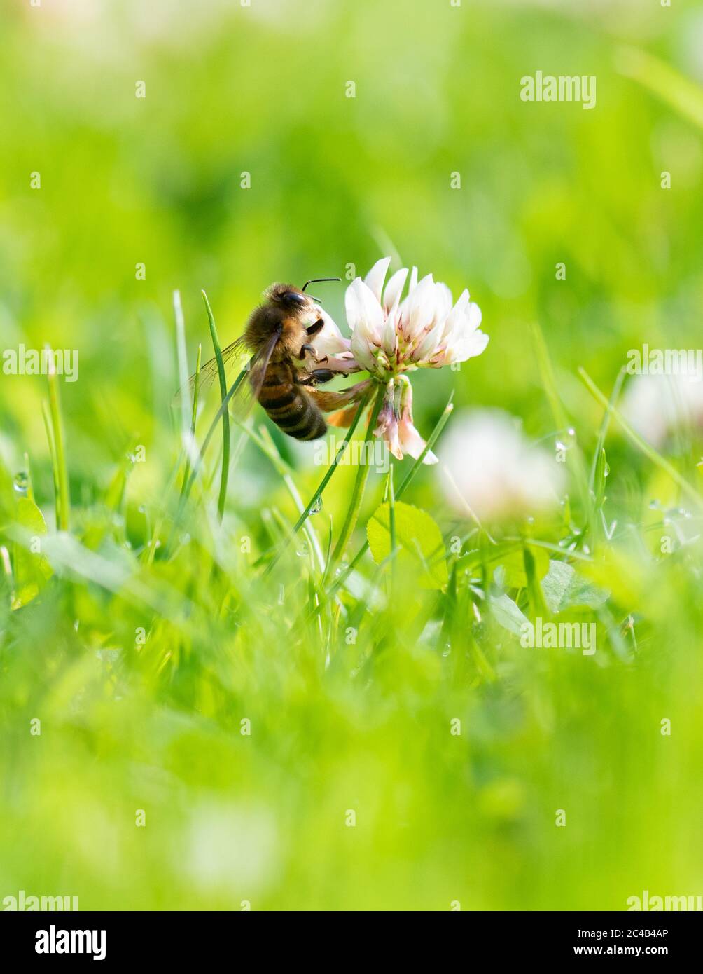 Honey bee - Apis - feeding on white clover (Trifolium repens) growing in garden lawn that has been allowed to grow longer for wildlife - UK Stock Photo