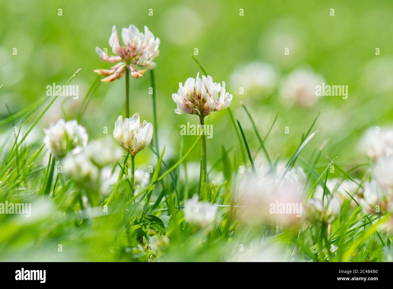 White clover trifolium repens growing in lawn UK Stock Photo Alamy