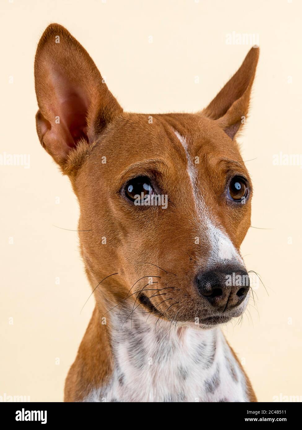 Basenji or Congo Terrier (Canis lupus familiaris), female, 4 years, red-white, animal portrait, looking to the right, studio shot, light background Stock Photo