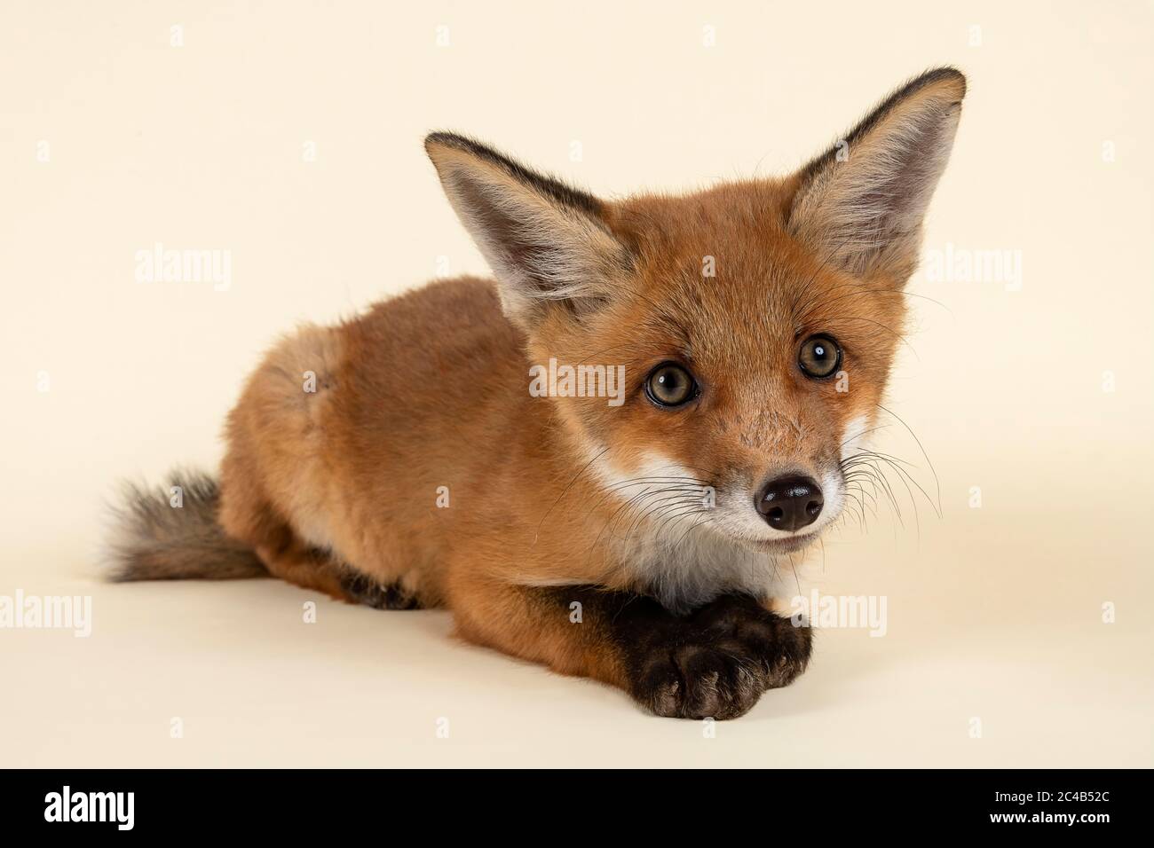 Ground week hi-res stock photography and images - Alamy