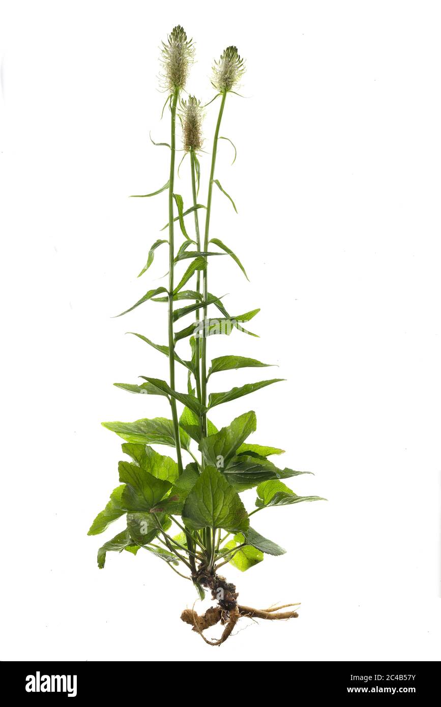 Spiked rampion (Phyteuma spicatum), on white background, Germany Stock Photo