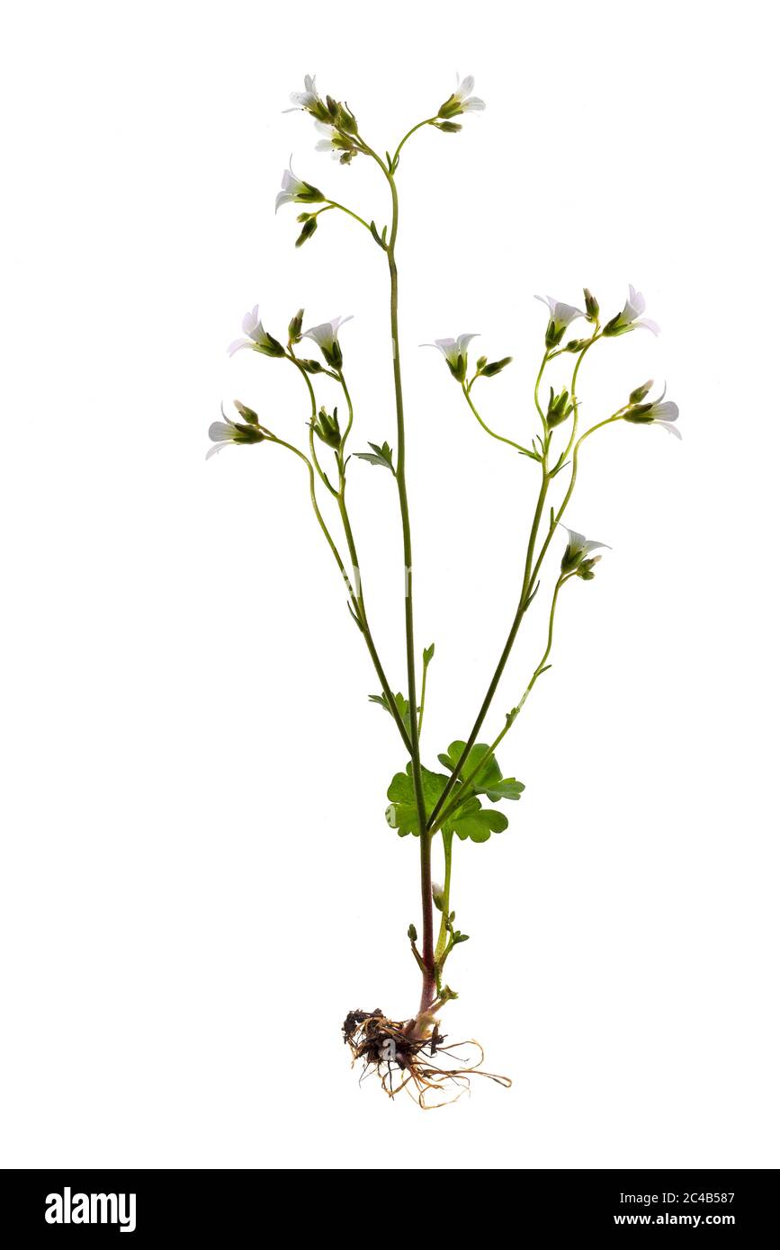 Meadow saxifrage (Saxifraga granulata) on white background, Germany Stock Photo