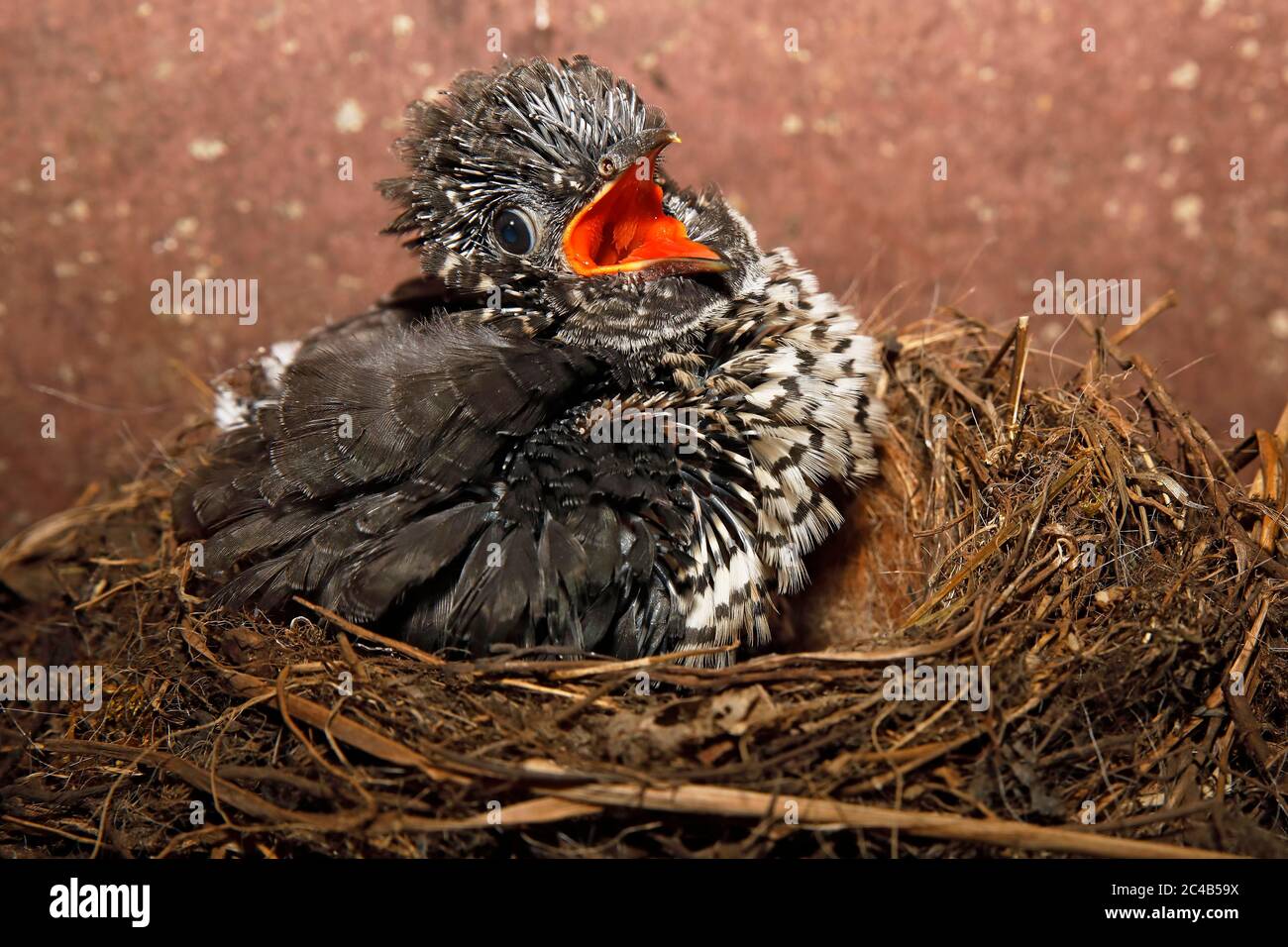Young Common cuckoo (Cuculus canorus) sitting in the nest, Nestling, Schleswig-Holstein, Germany Stock Photo