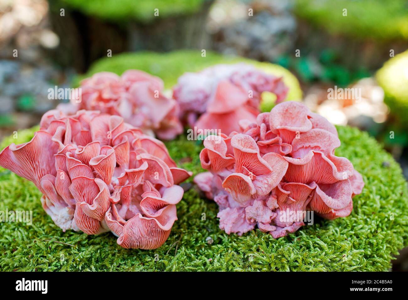 Pink oyster mushrooms (Pleurotus djamor), cultivated mushrooms, Germany Stock Photo
