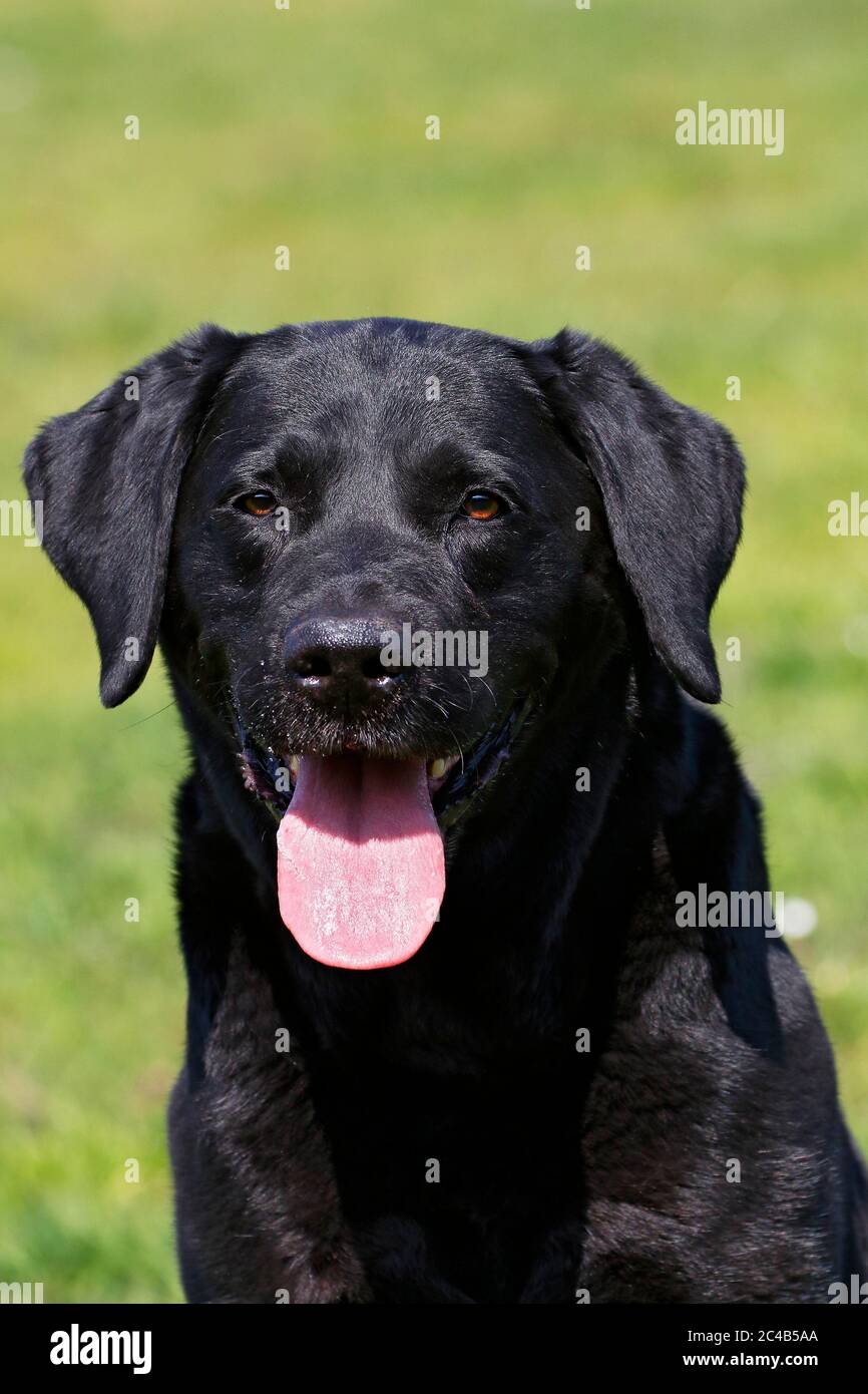 Black Labrador Retriever (Canis lupus familiaris), male dog sticking out his tongue and panting, portrait, Schleswig-Holstein, Germany Stock Photo