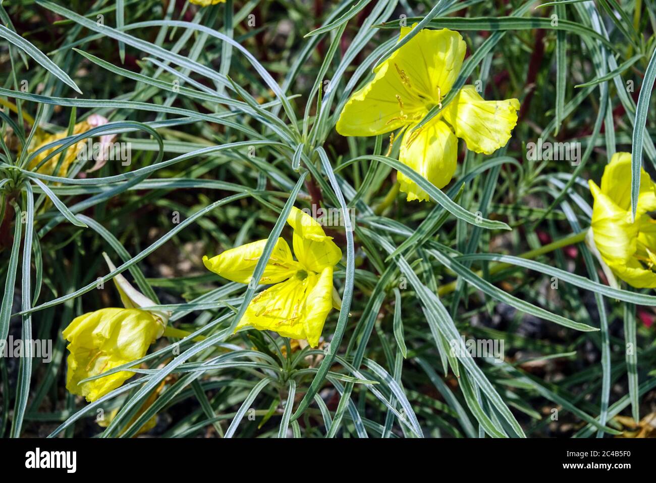 Oenothera fremontii hires stock photography and images Alamy