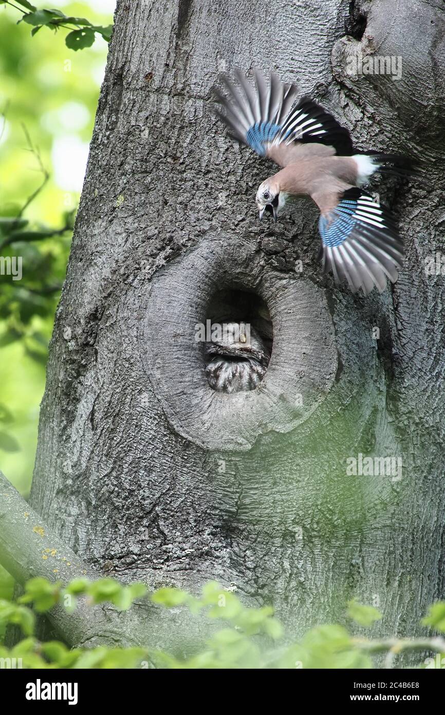 Eurasian jay (Garrulus glandarius) attacked Tawny owl (Strix aluco) in his hollow tree, Hesse, Germany Stock Photo