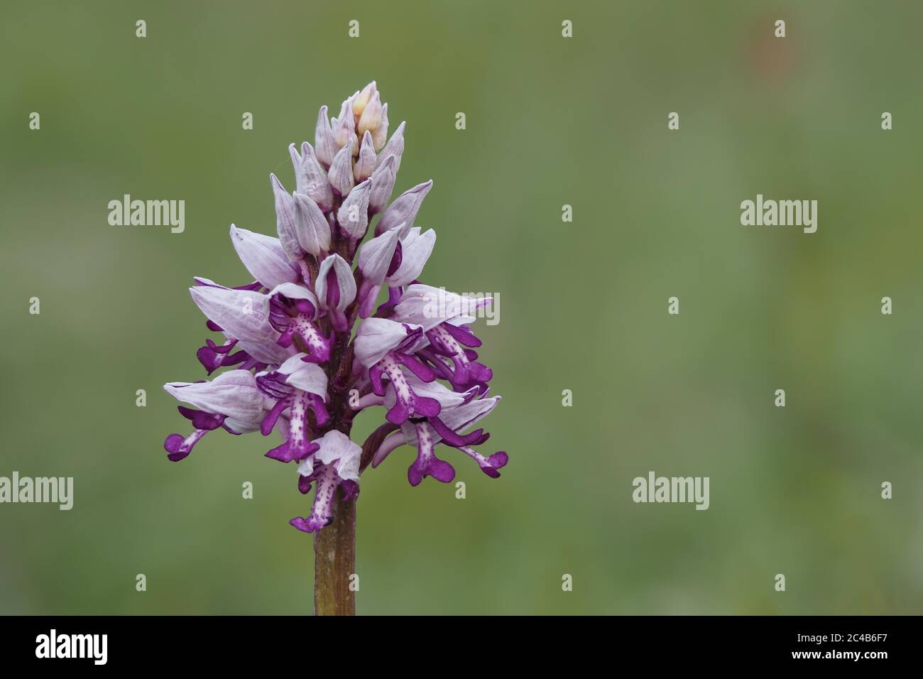 Flower of Military orchids (Orchis militaris), Hesse, Germany Stock Photo