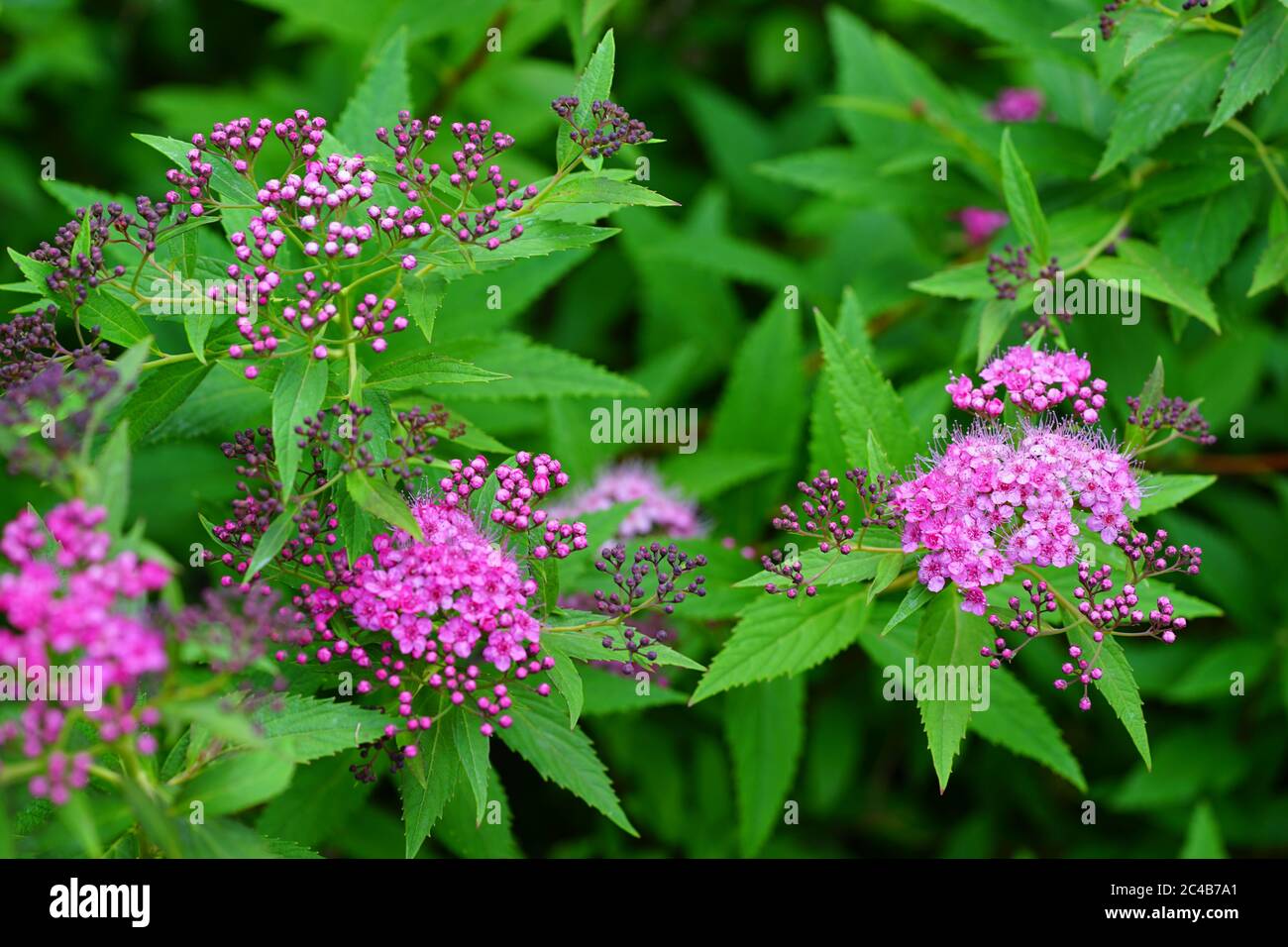 Pink flowers of spirea plant Stock Photo
