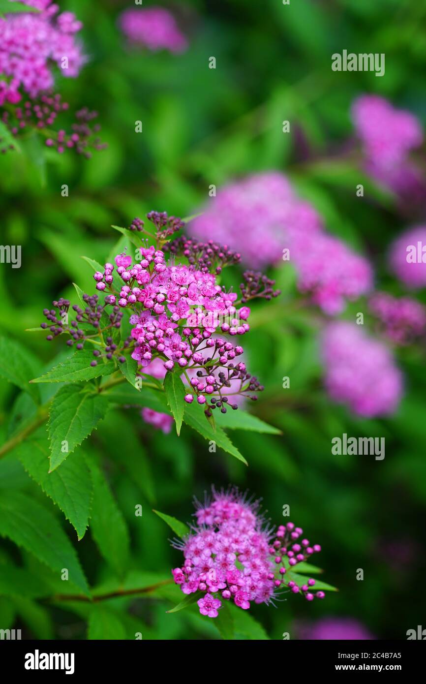 Pink flowers of spirea plant Stock Photo