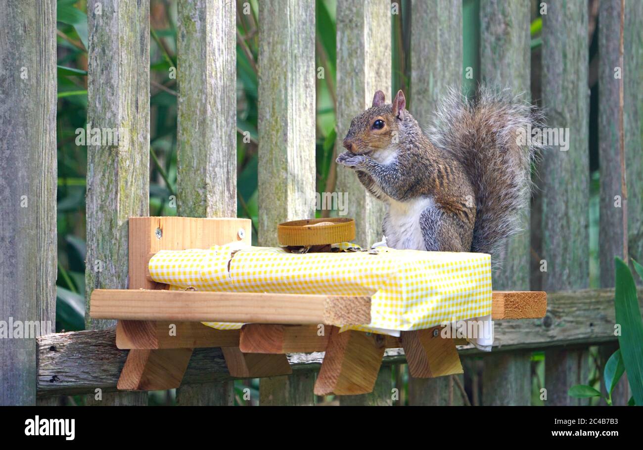 A gray squirrel eating at a backyard wooden picnic table for squirrels
