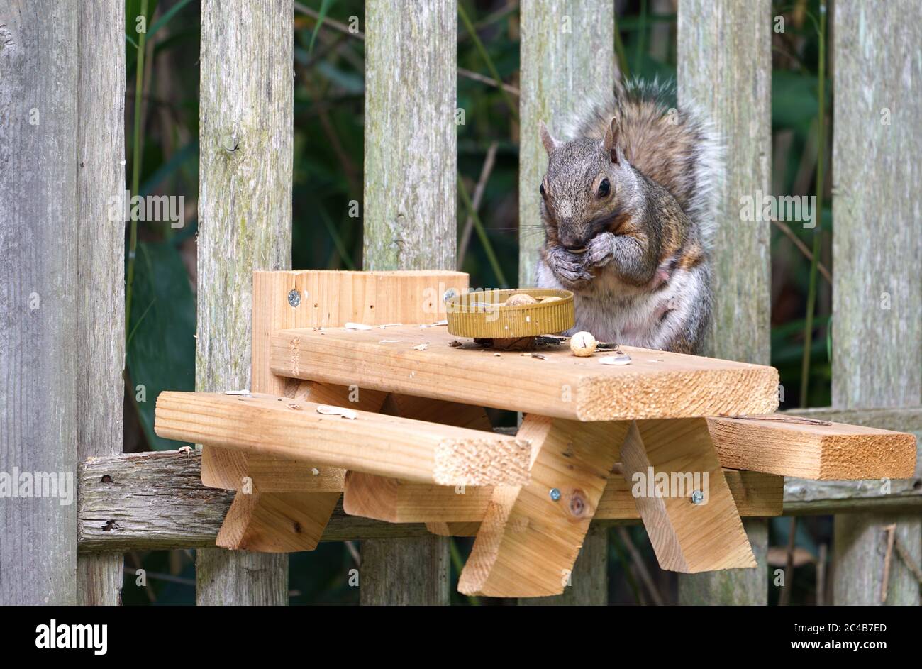 A gray squirrel eating at a backyard wooden picnic table for squirrels