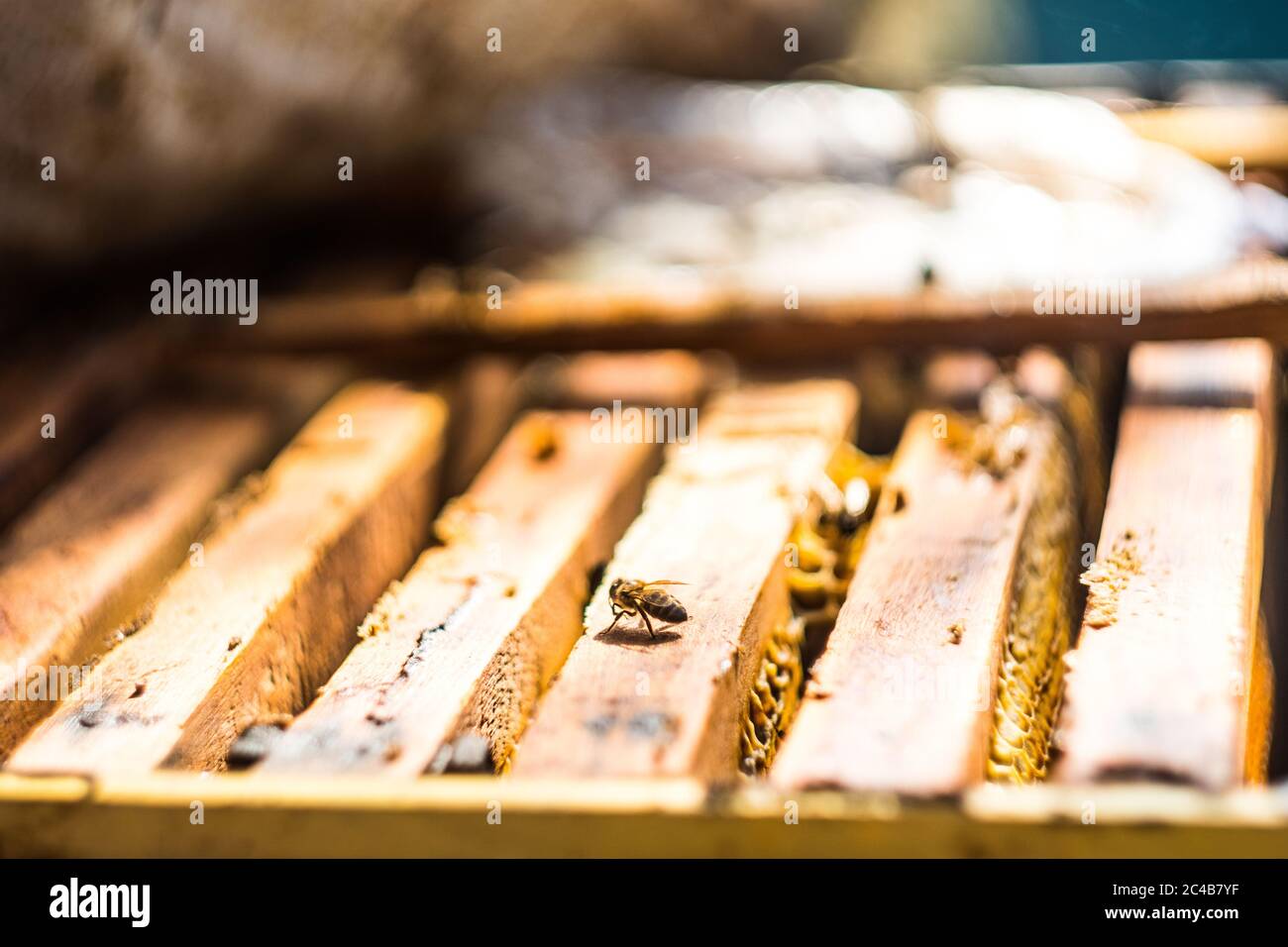 A honey bee on the wooden beehive  Stock Photo