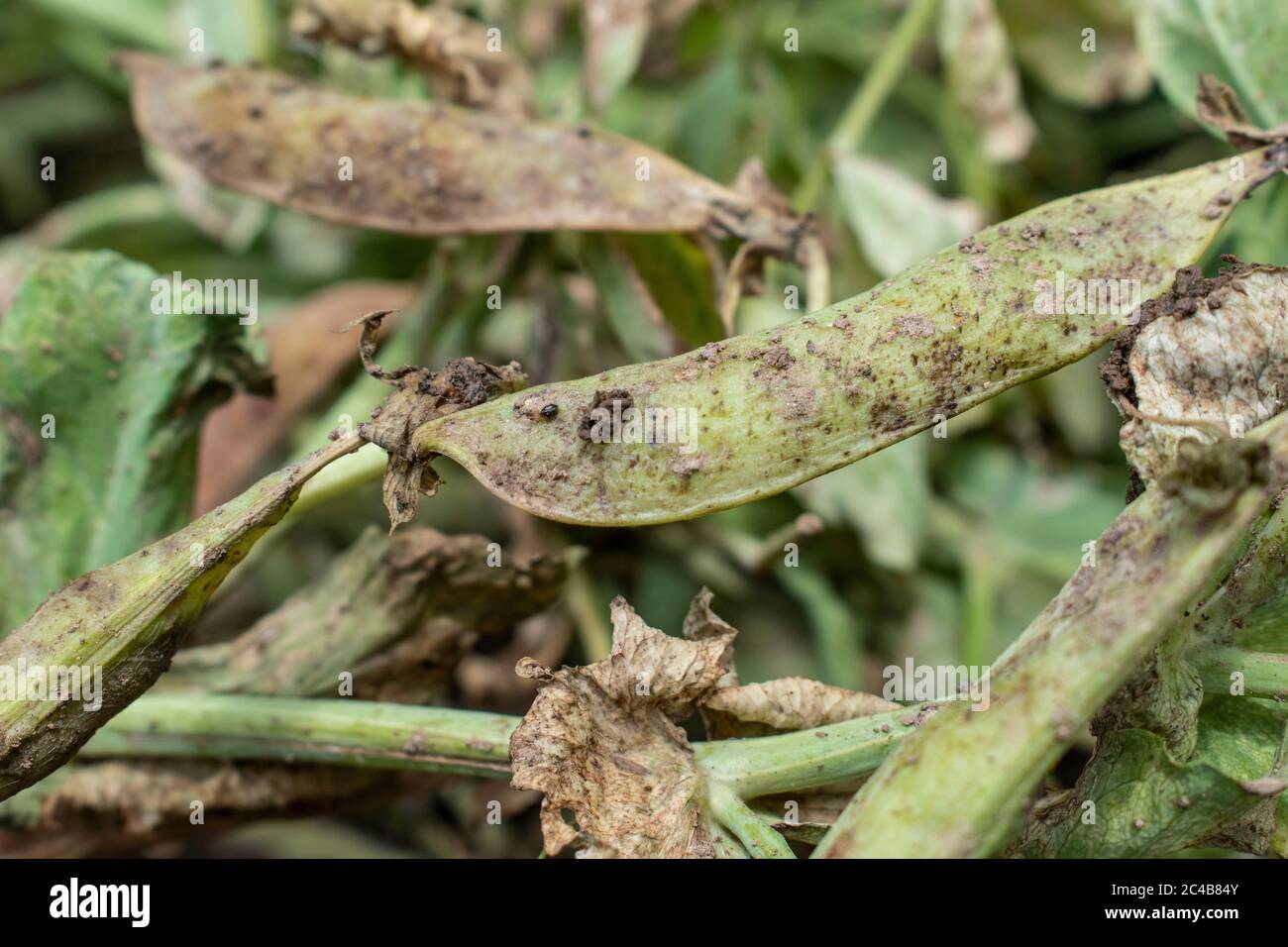 Powdery mildew of peas, fungal plant disease Erysiphe pisi Stock Photo