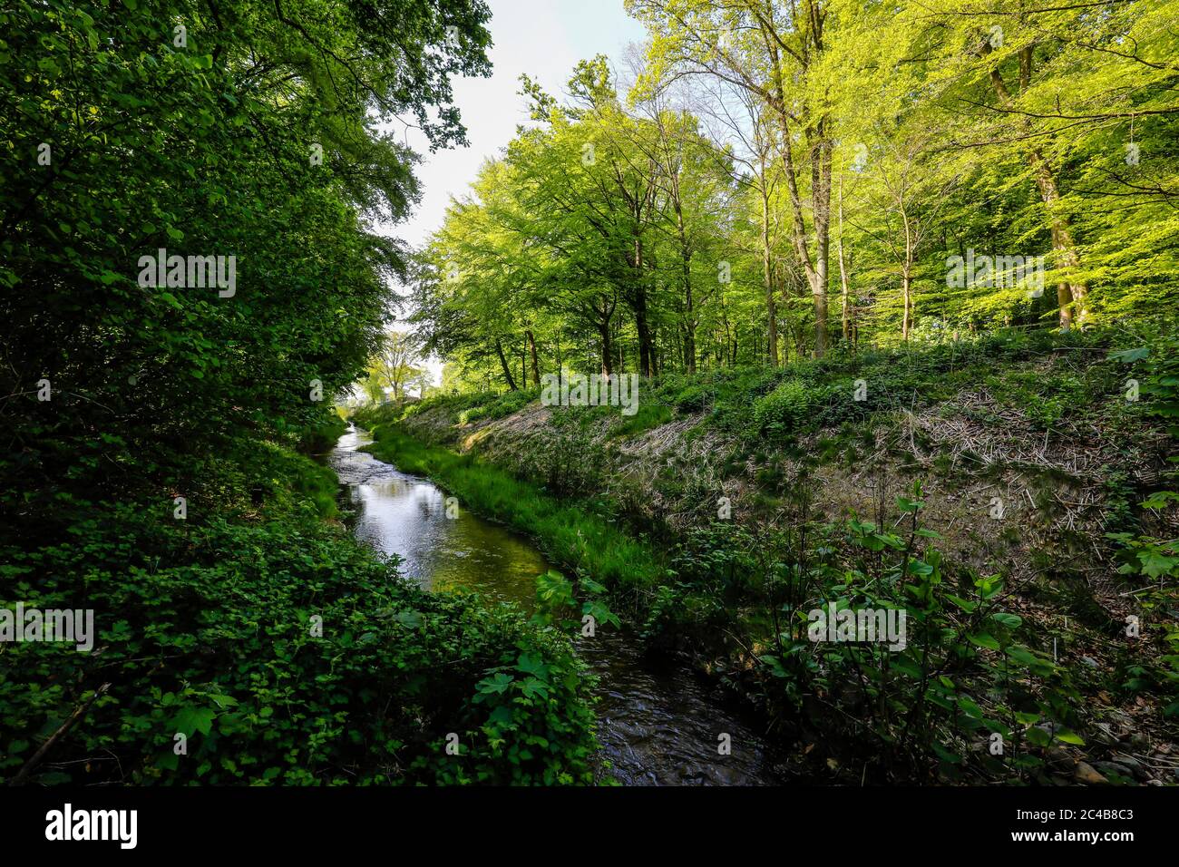 Renaturalised watercourse, the Hellbach belongs to the Emscher river system, was previously an open, above-ground sewer, Emscher conversion Stock Photo