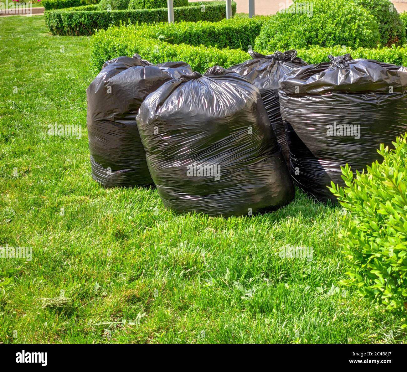 fresh grass clippings in bags on green grass . garbage bag on lawn Stock Photo