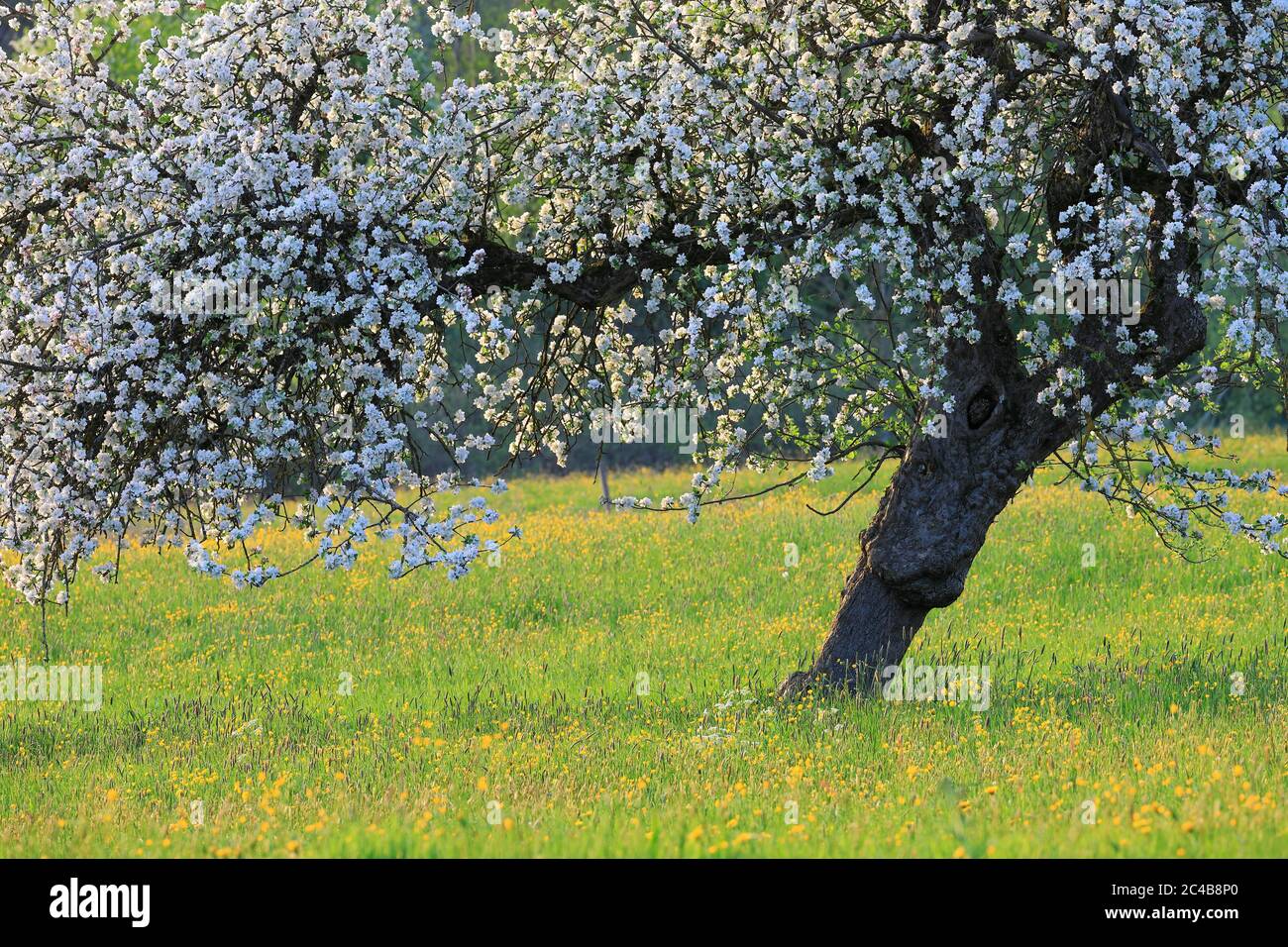 Apple tree (Malus), apple blossom on meadow orchard, Grossschoenach, Linzgau, Baden-Wuerttemberg, Germany Stock Photo