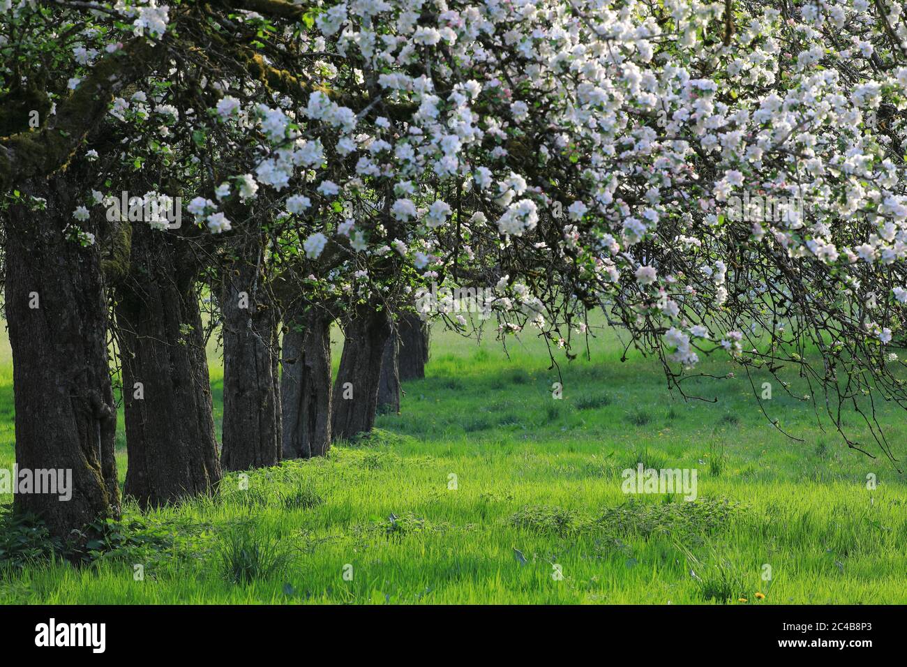 Apple trees (Malus), apple blossom on meadow orchard, Grossschoenach, Linzgau, Baden-Wuerttemberg, Germany Stock Photo