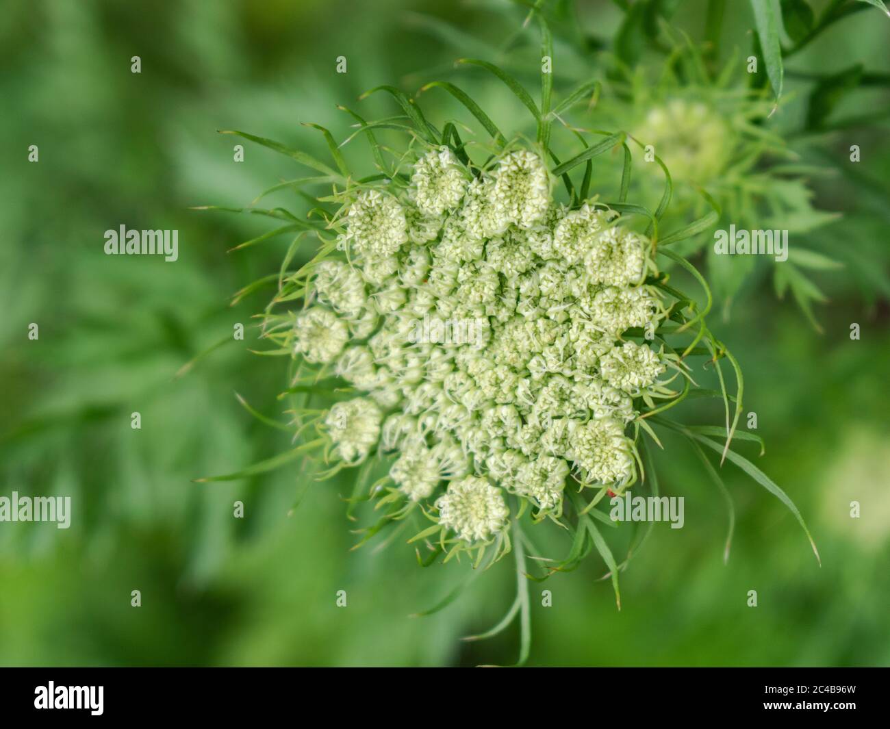 Daucus carota subsp. sativus Stock Photo Alamy