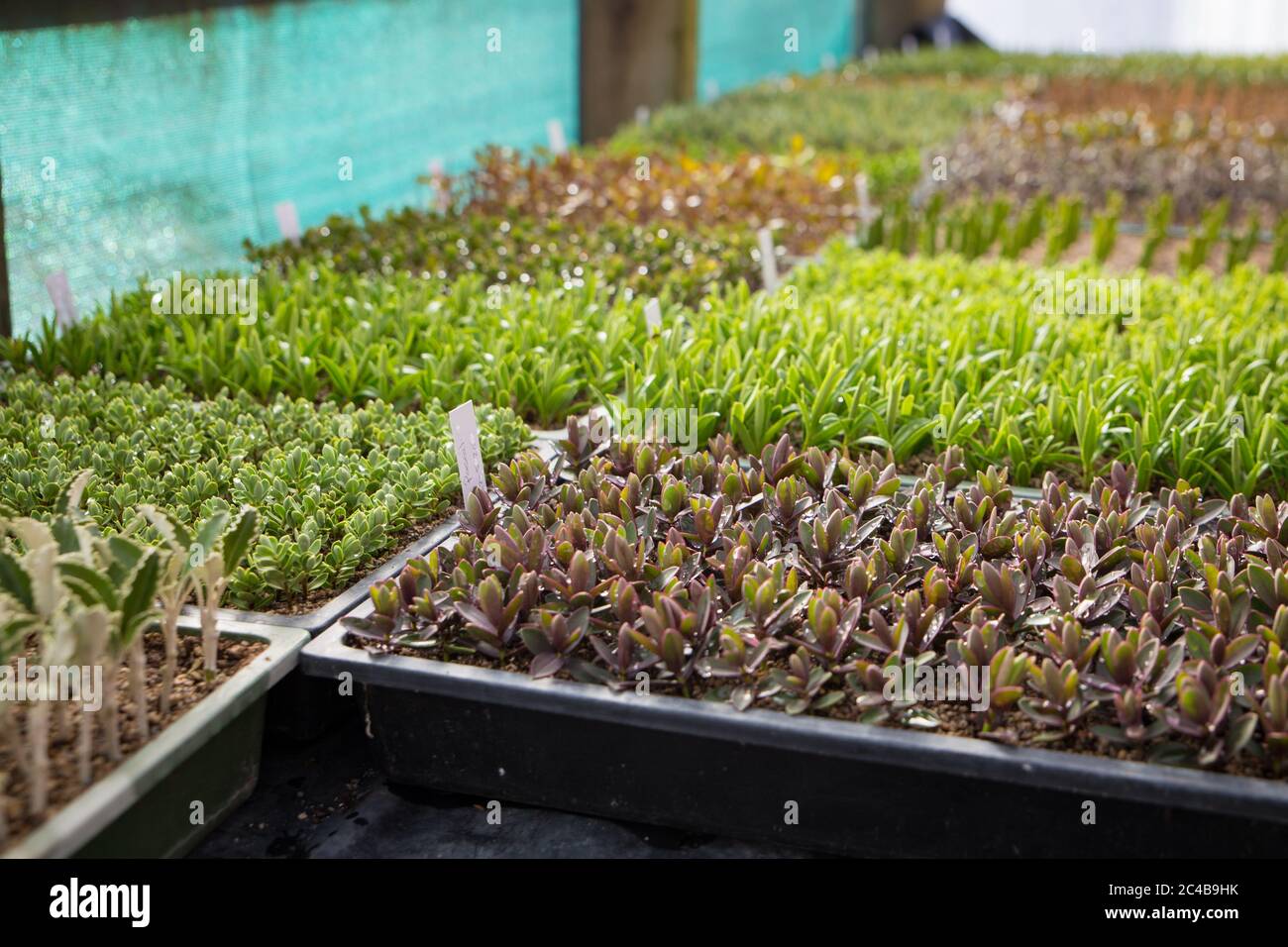 Trays of labelled native plant cuttings on a bench in a nursery in