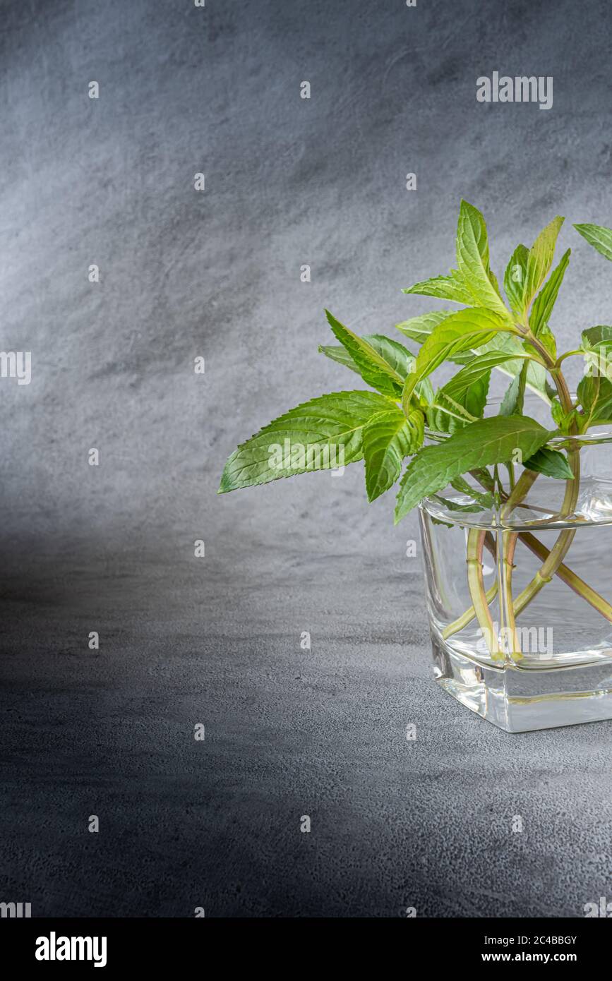 Bunch of fresh green mint with leaves in transparent glass filled with water. Natural light. Vertical textured gray background with large copy space. Stock Photo