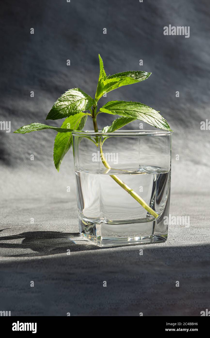 One stem of fresh green mint with leaves in transparent glass filled with water. Natural light. Vertical textured gray background with large copy spac Stock Photo