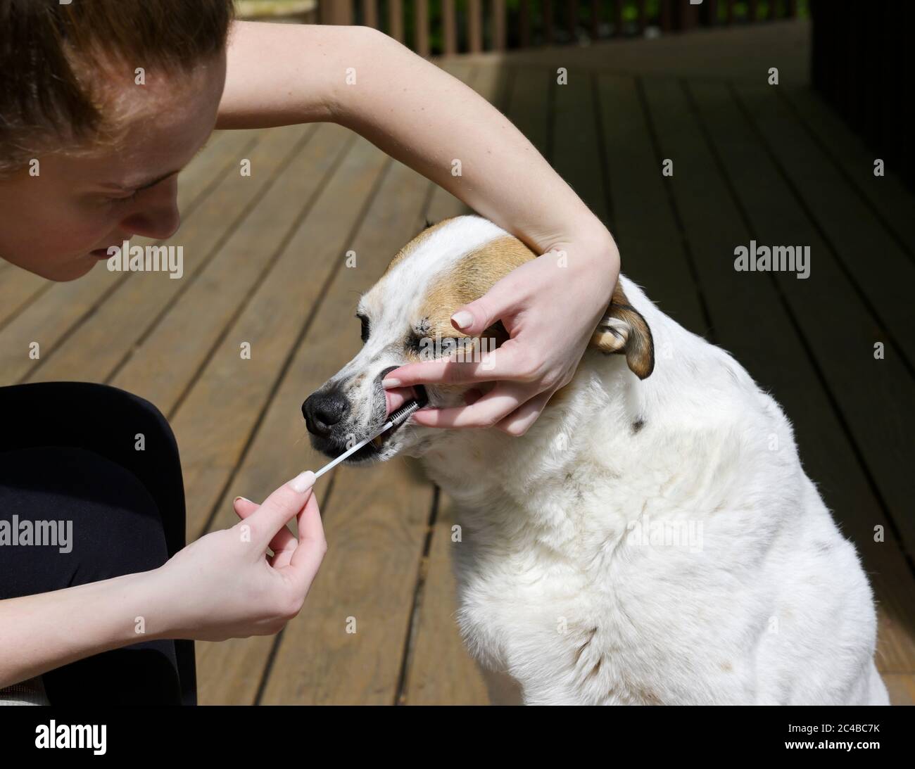 Dog DNA testing swabbing cheek Stock Photo