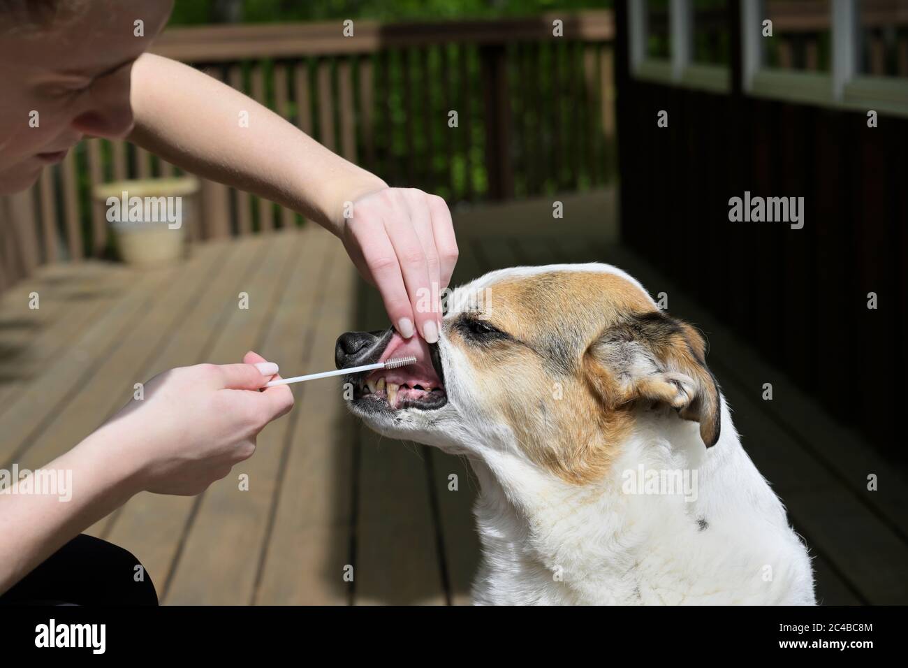 Dog DNA testing swabbing cheek Stock Photo