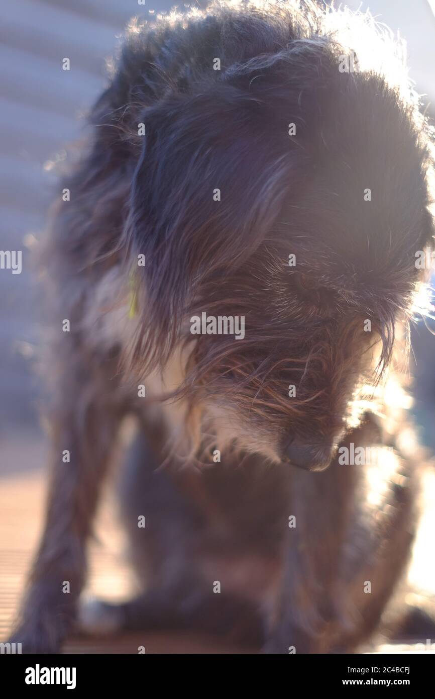 lurcher crossbreed