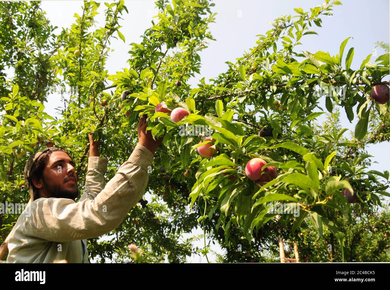 Plum harvests hires stock photography and images Alamy