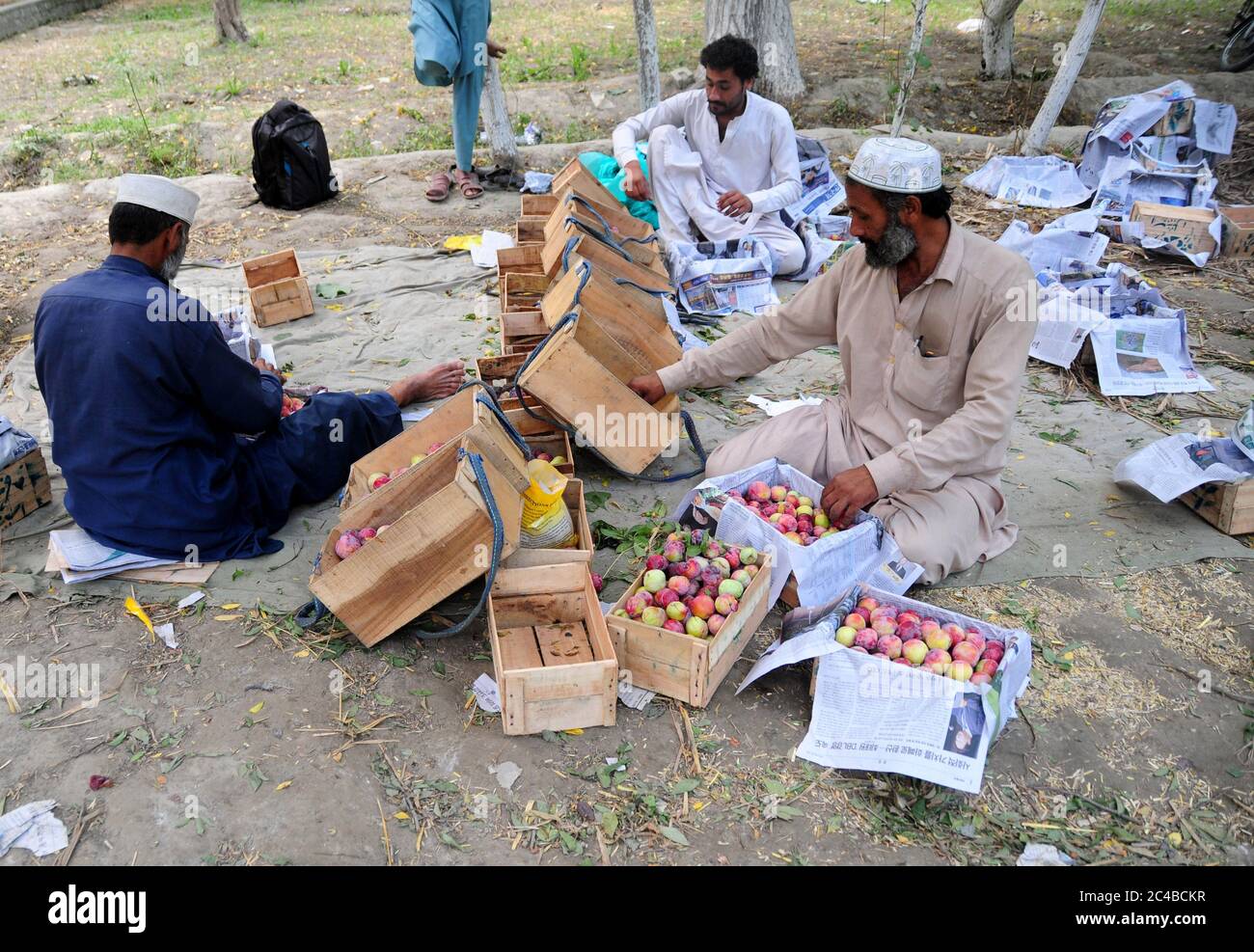 June plums hires stock photography and images Alamy