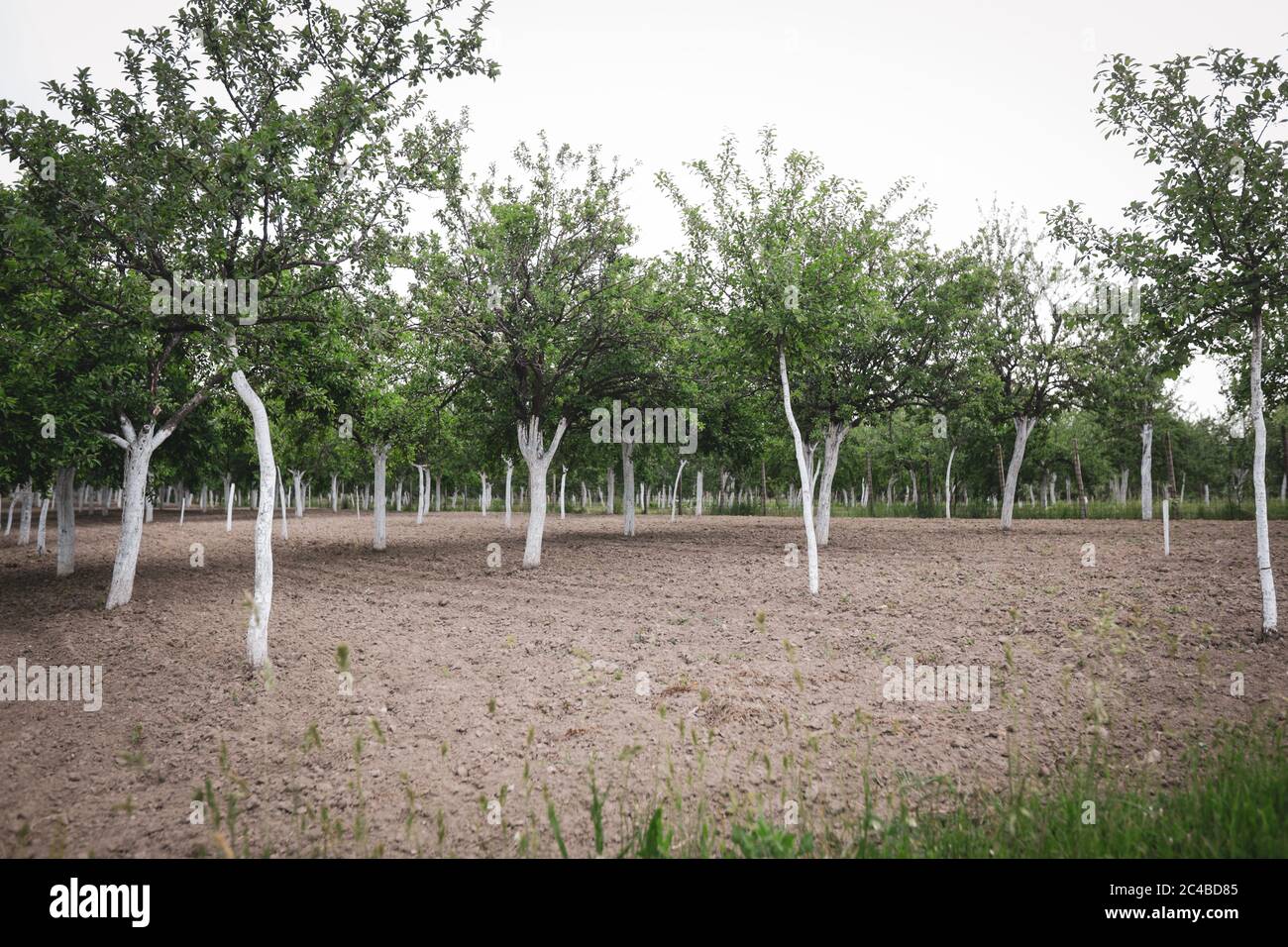 Plum orchard with the tree trunks painted white against rodents and borers. Stock Photo