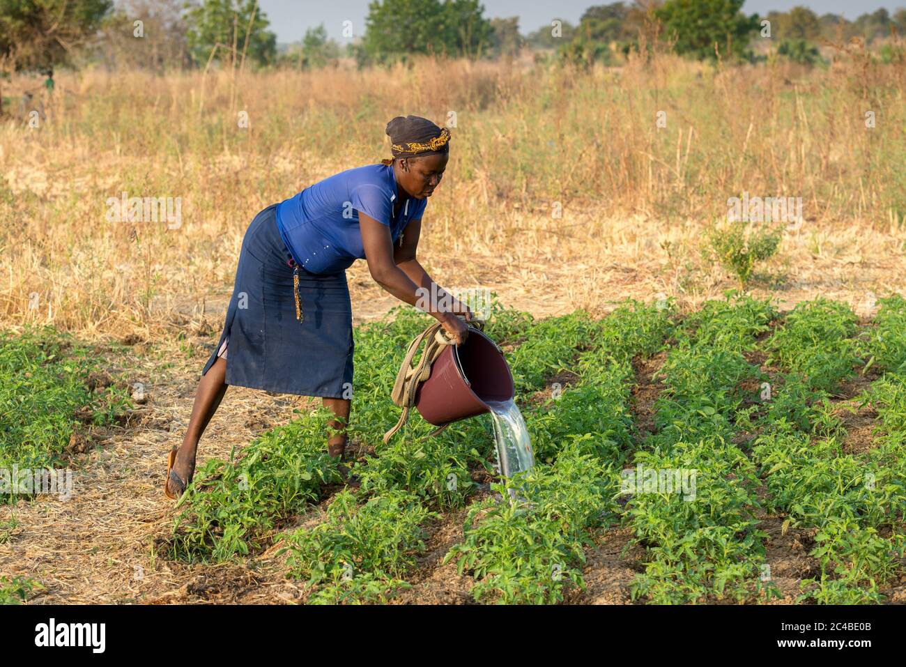 Microfinance client market farming in savanes province, north togo Stock Photo