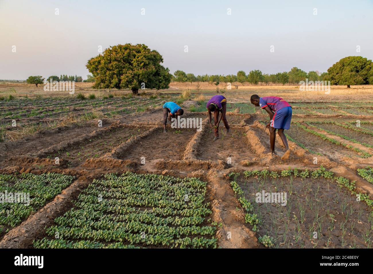 Market farming in savanes province, togo Stock Photo Alamy