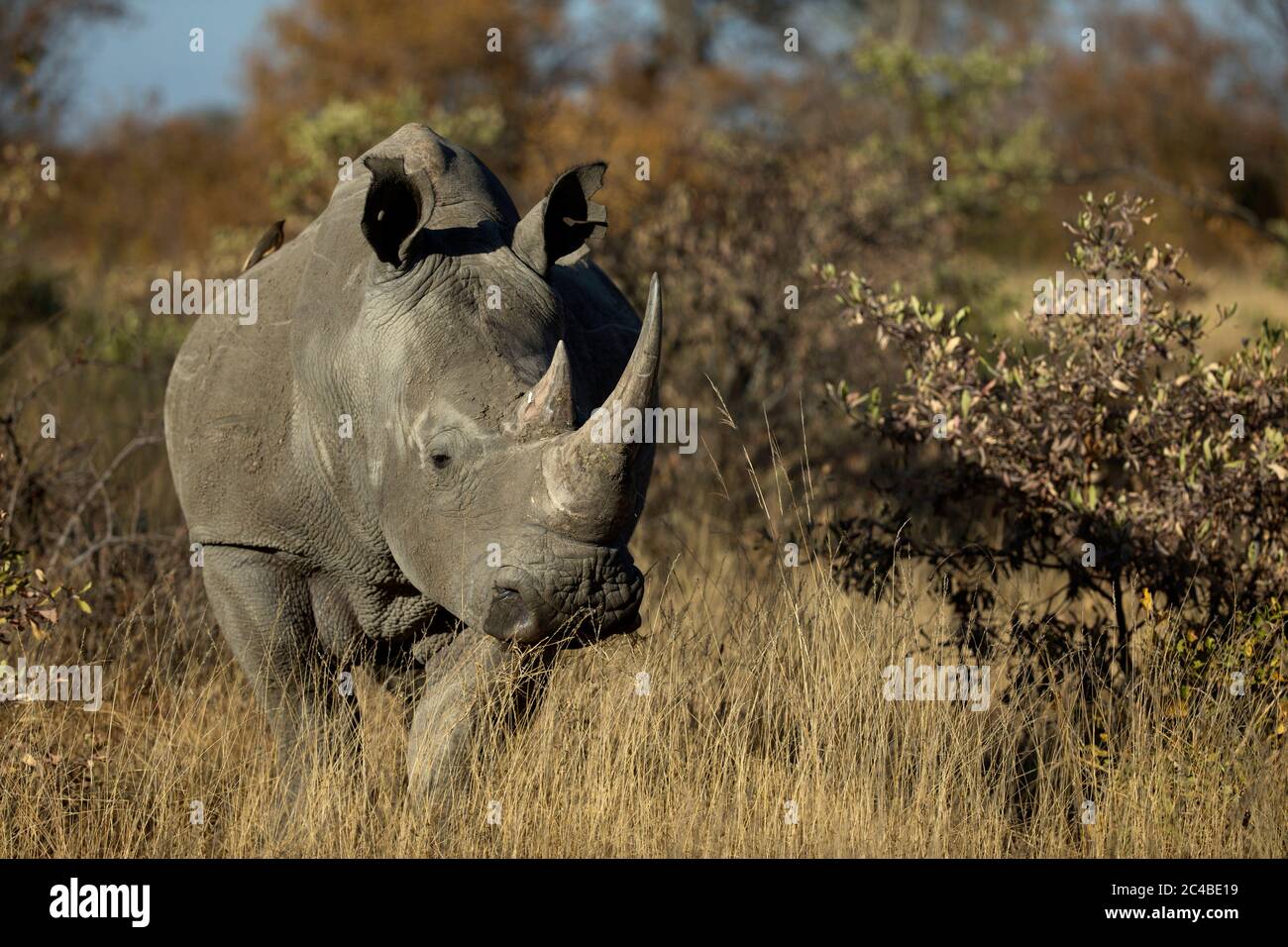 White rhinoceros ( ceratotherium simum ) standing in the bush Stock Photo