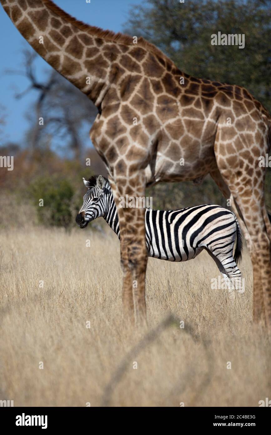 Zebra (equus quagga burchellii) and giraffe (giraffa camelopardalis giraffa) Stock Photo