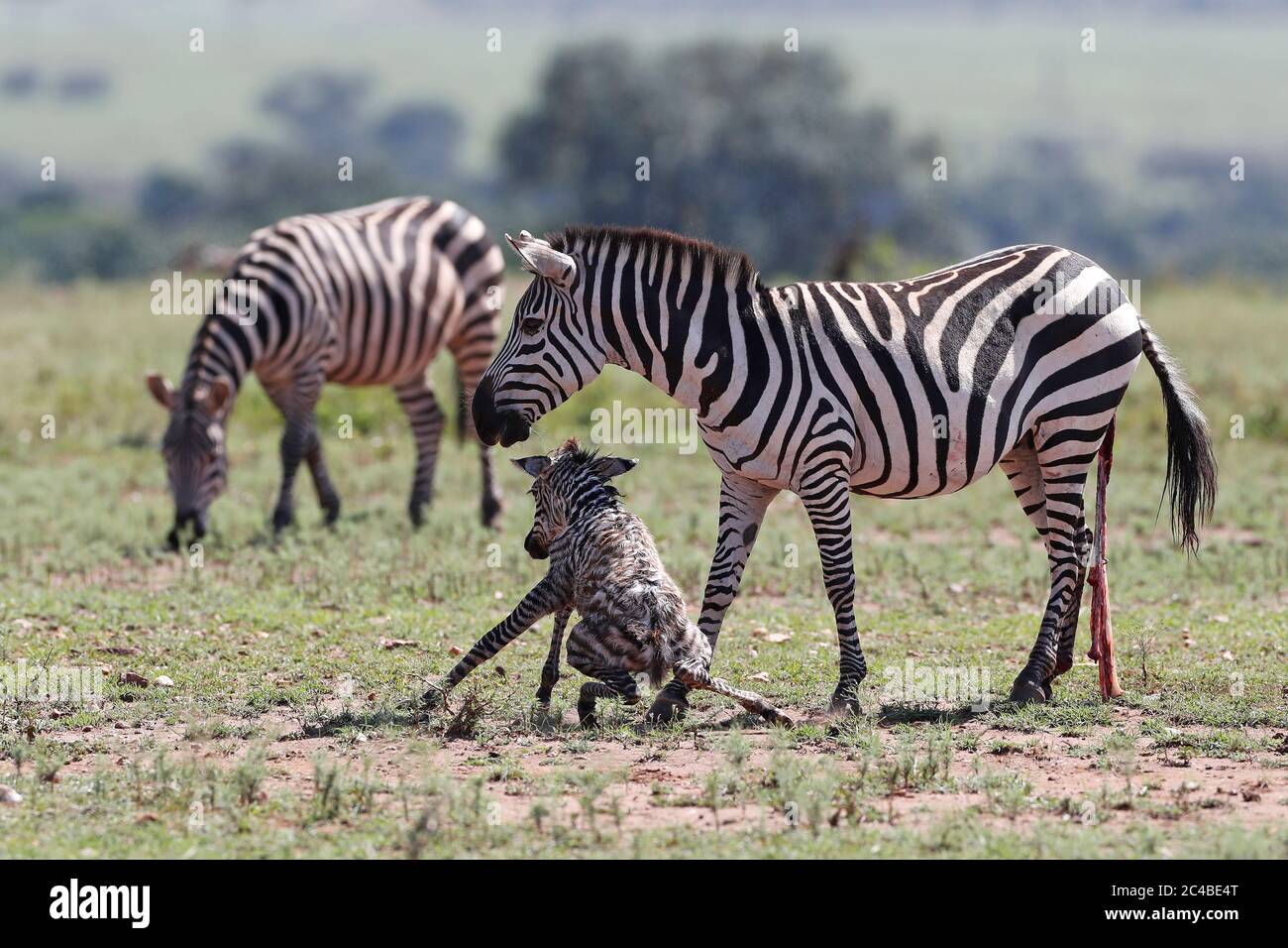 Zebra mother (equus quagga burchellii) with her newborn baby Stock Photo