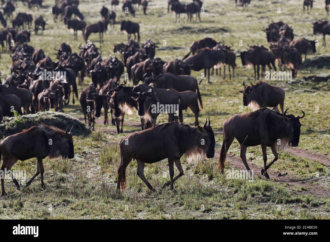 Wildebeest migration (connochaetes taurinus), masai mara national reserve Stock Photo