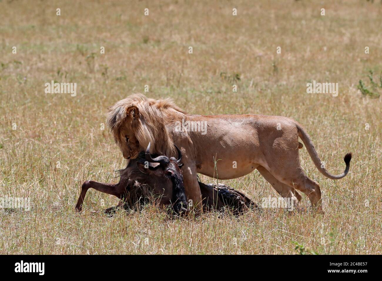 Lion (panthera leo) with wildebeest kill in savanna Stock Photo