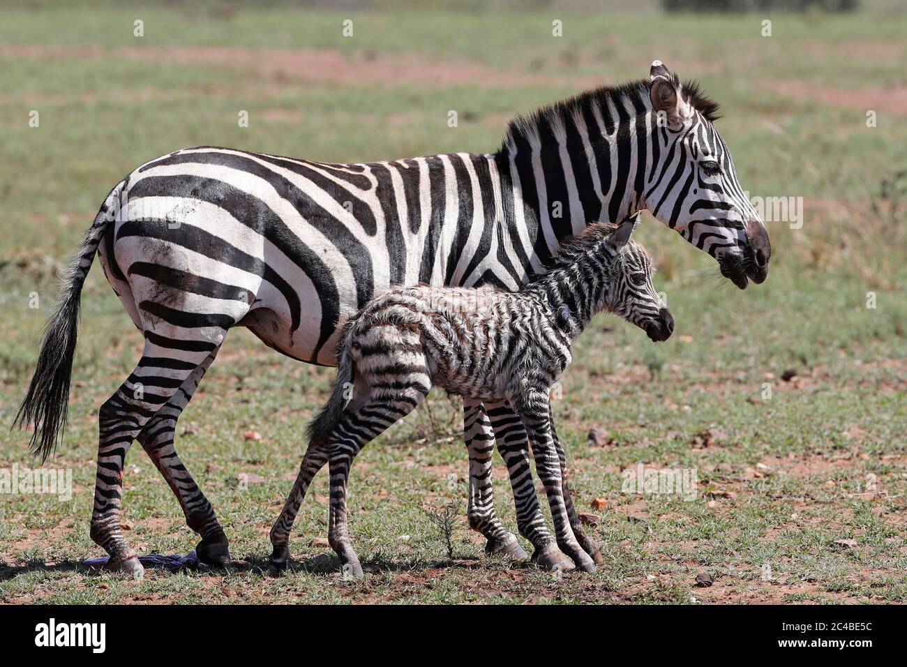 Zebra mother (equus quagga burchellii) with her newborn baby Stock Photo