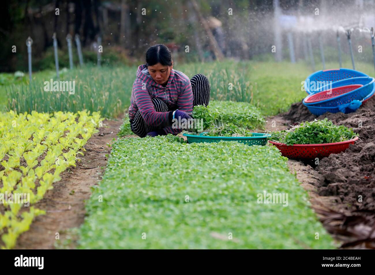 Organic vegetable gardens in tra que village Stock Photo