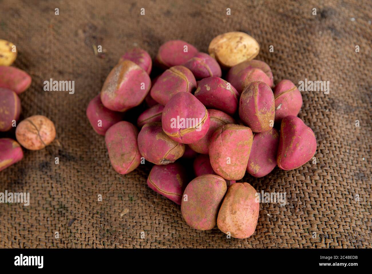 Cola Nut High Resolution Stock Photography And Images Alamy