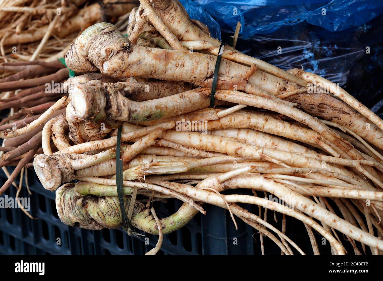 Ginseng roots (panax quinquefolius) Stock Photo