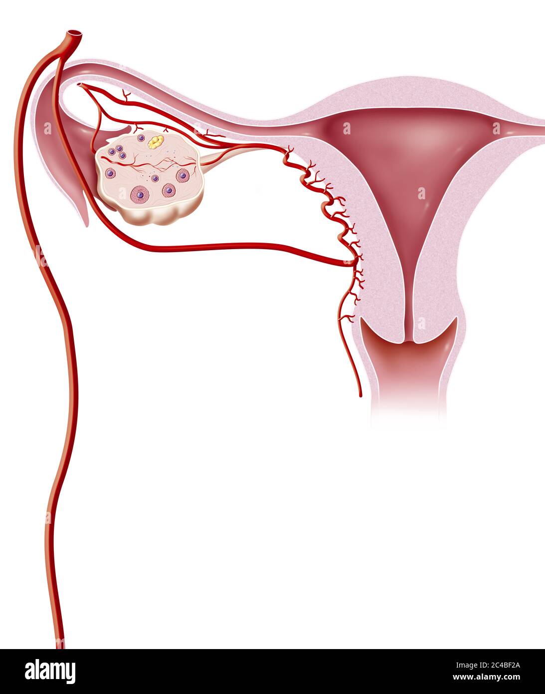 Uterus vascularization, uterine artery, ovary, ovarian artery. The uterine artery arises from the primary iliac artery having given two branches, an e Stock Photo