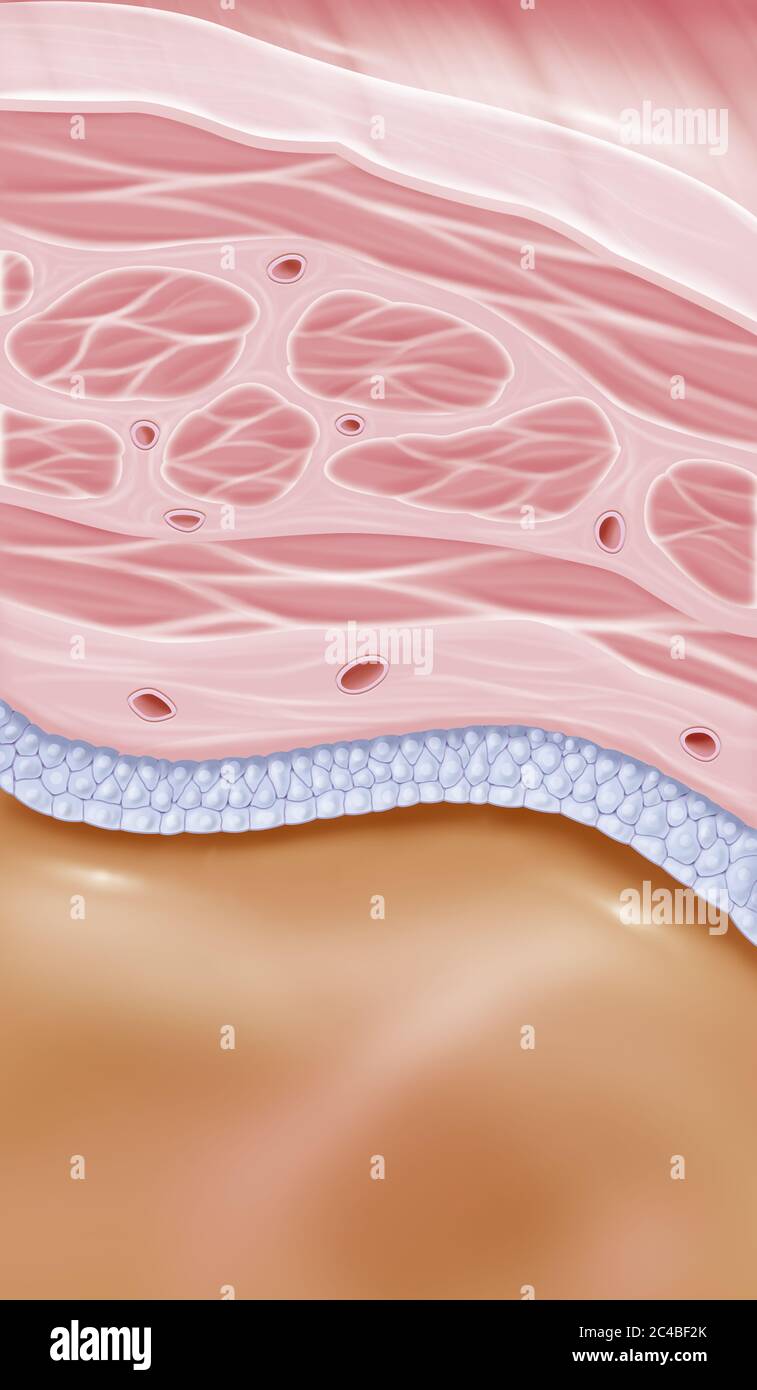 Structure of the bladder wall, section of the bladder wall. This illustration shows a zoom at the level of the bladder wall with all its structures. T Stock Photo